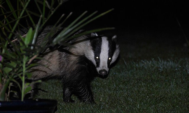 1024px-Badger_in_the_dark_with_reflecting_eyes.jpg