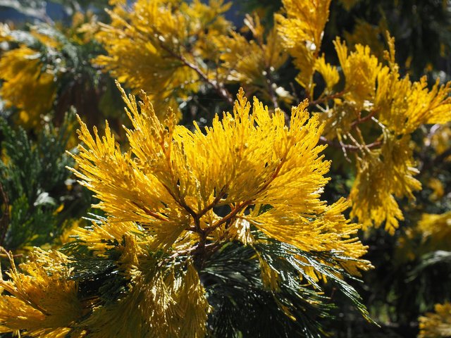 incense-cedar-1078011_1920.jpg