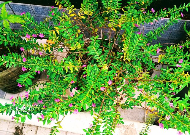 IMG_20250812_170905.jpg