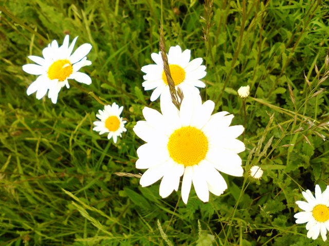 Flower Photography Daisy Hill Close-up Group May 28 2017.jpg