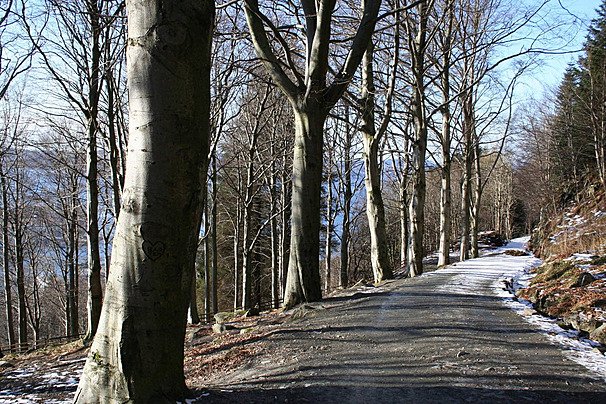 pngtree-allé-bergen-norway-road-photo-image_183002.jpg