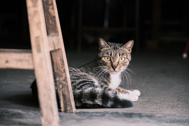 animal-6659568_1280.jpg