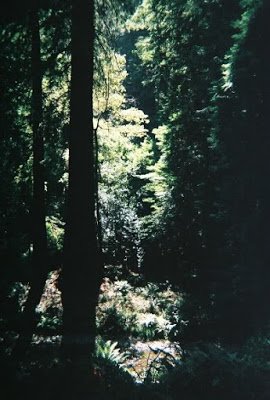 muir_woods_chris_2.JPG