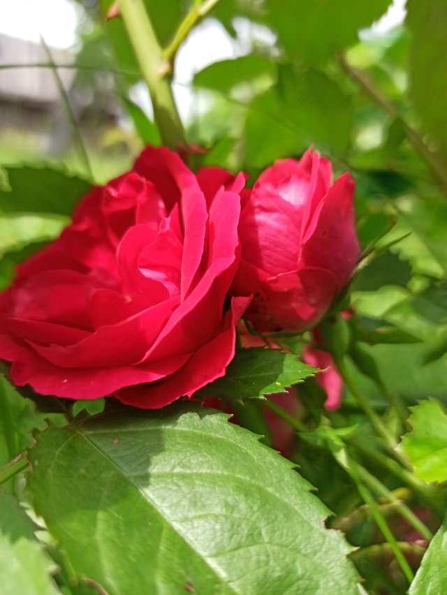 IMG_20250720_125909.jpg