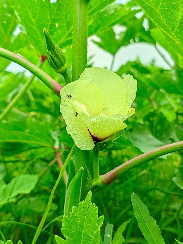 LMC_20250516_132854_🏡Nature click by Light Editz.jpg