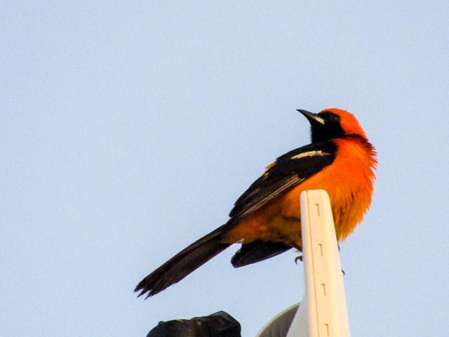 OrangeBird1.jpg