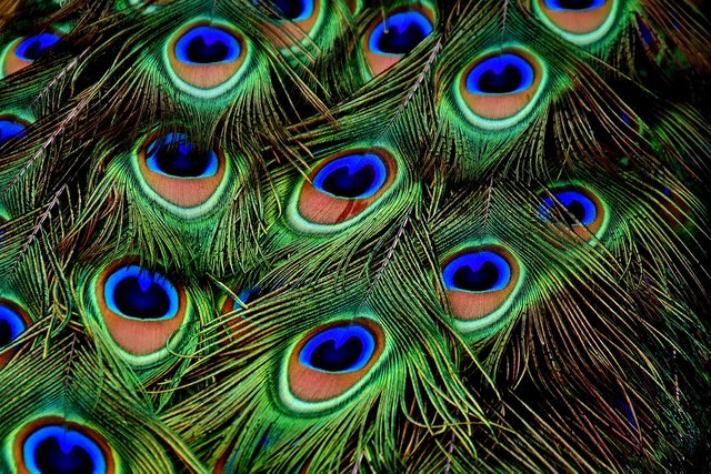 peacock-feathers-3013486_960_720.jpg