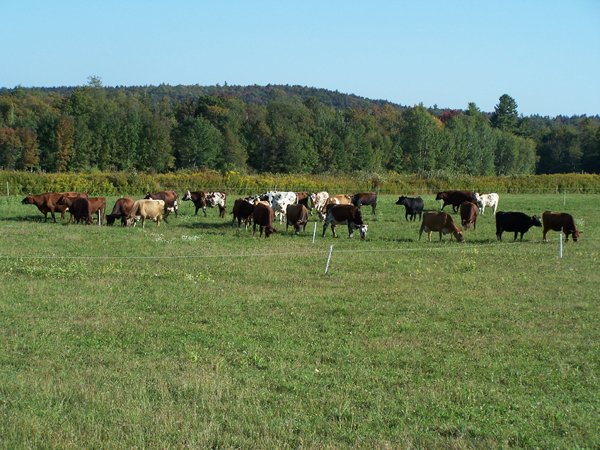 Milk run - cows1 crop September 2019.jpg