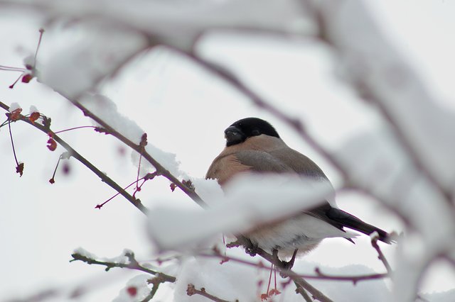 Eurasian bullfinch__MG_3194.jpg