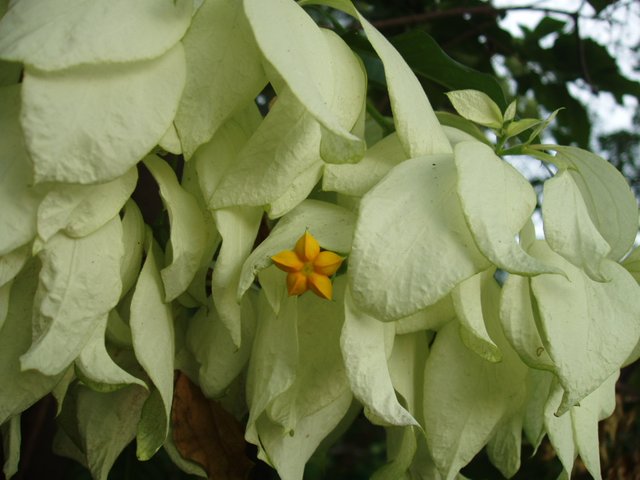 Queen Sirikit Park - flower