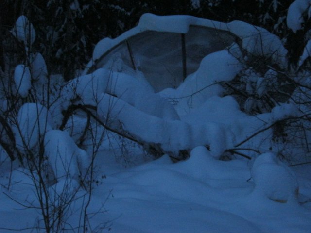 evening pic maple bent over with snow in front of greenhouse.JPG