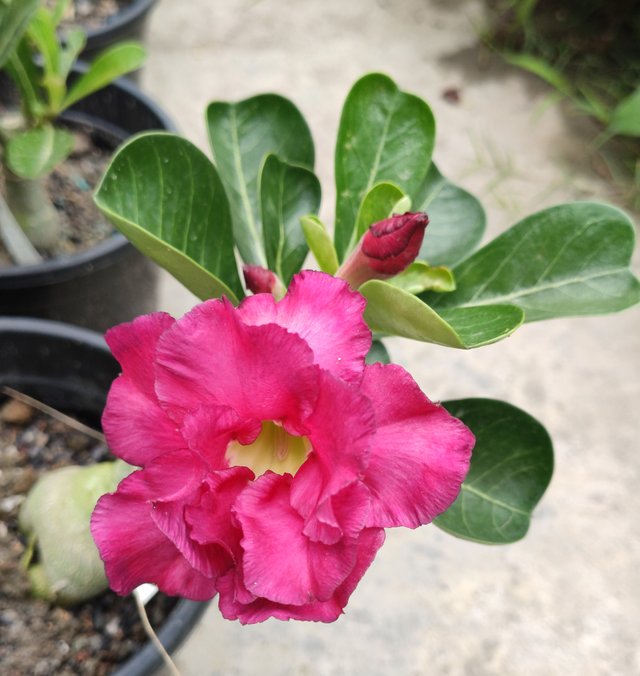 Adenium-50.jpg