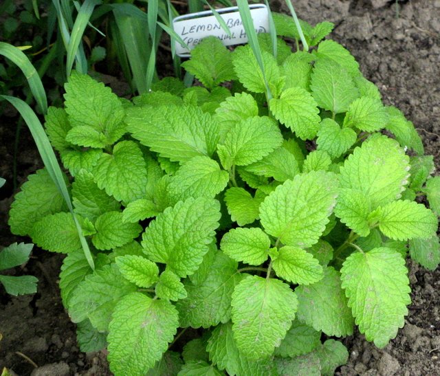 Lemon_Balm_(5744694087).jpg