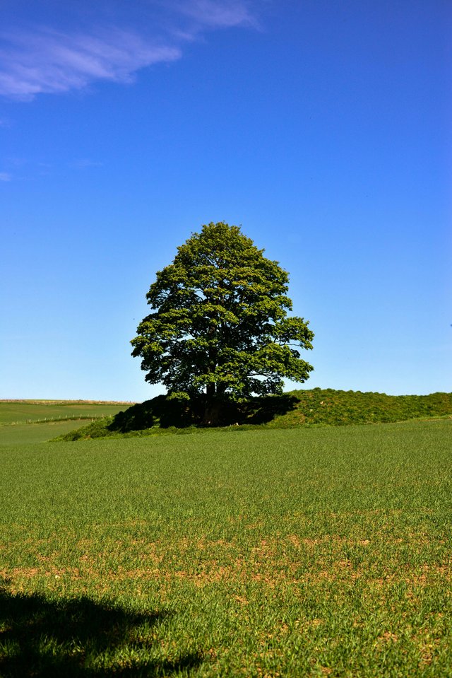 wpid-lone-tree-jpg1.jpeg