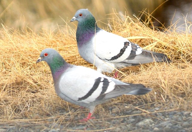 050 two pigeons cropped closer.jpg