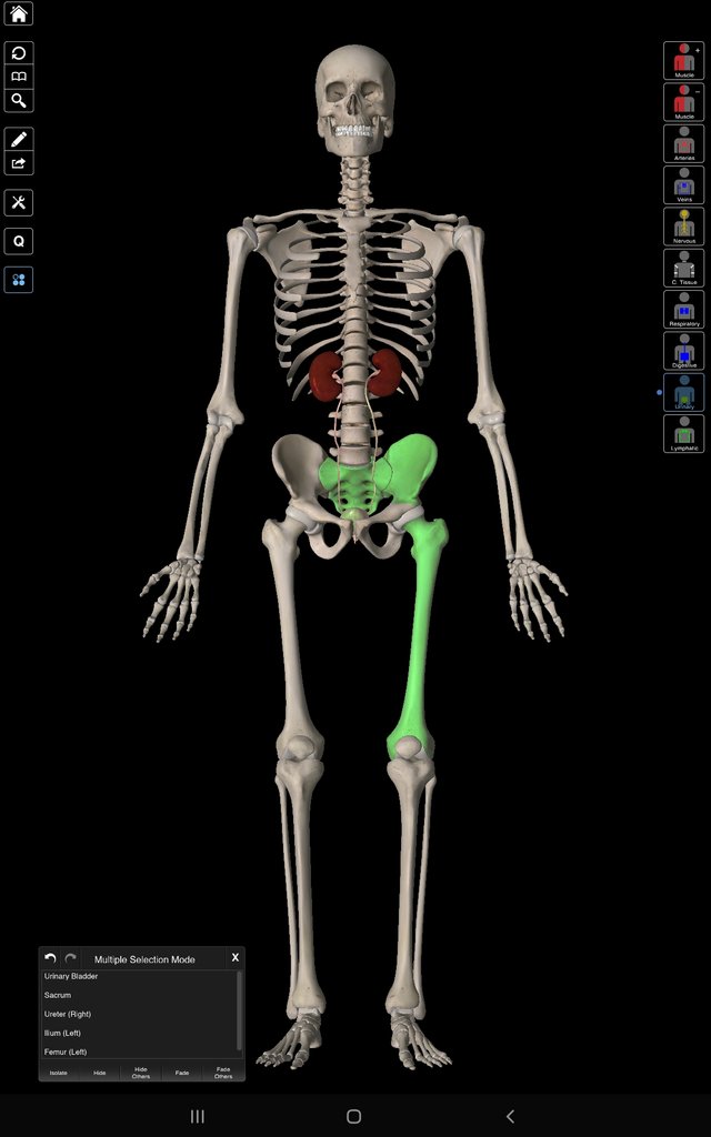 Screenshot_20211002-184136_Essential Anatomy 3.jpg