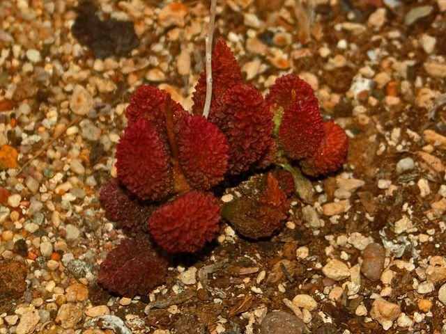 640px-Crassulaceae_-_Adromischus_marianae.JPG