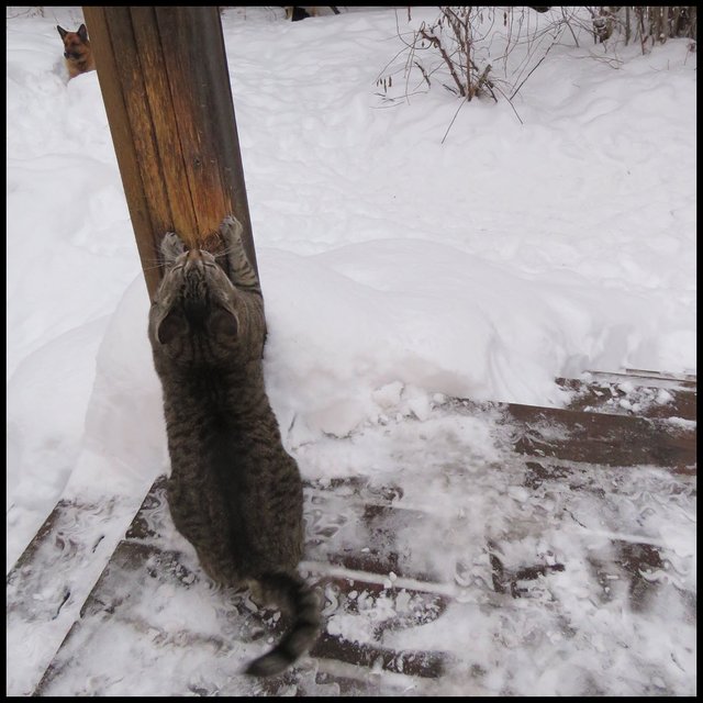 JJ scratching post Bruno in snow behind it.JPG