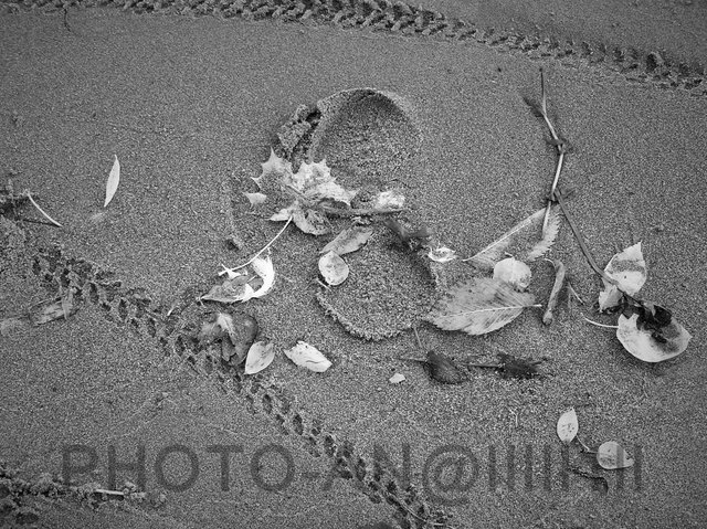 PICT0310p_cr (2)pз.jpg