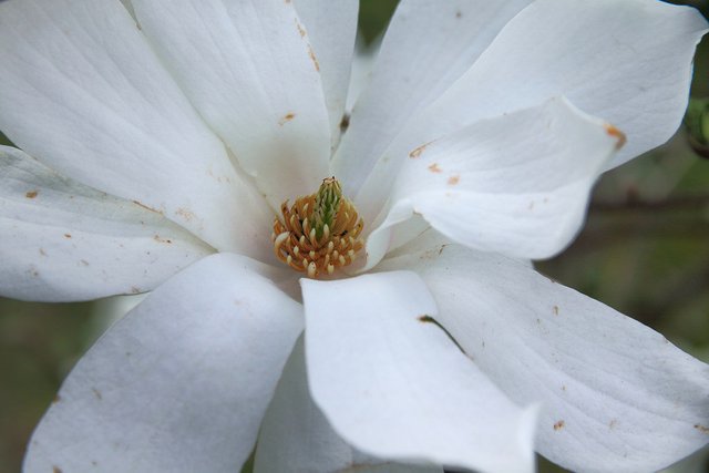5622664518-flower-of-magnolia (FILEminimizer).jpg