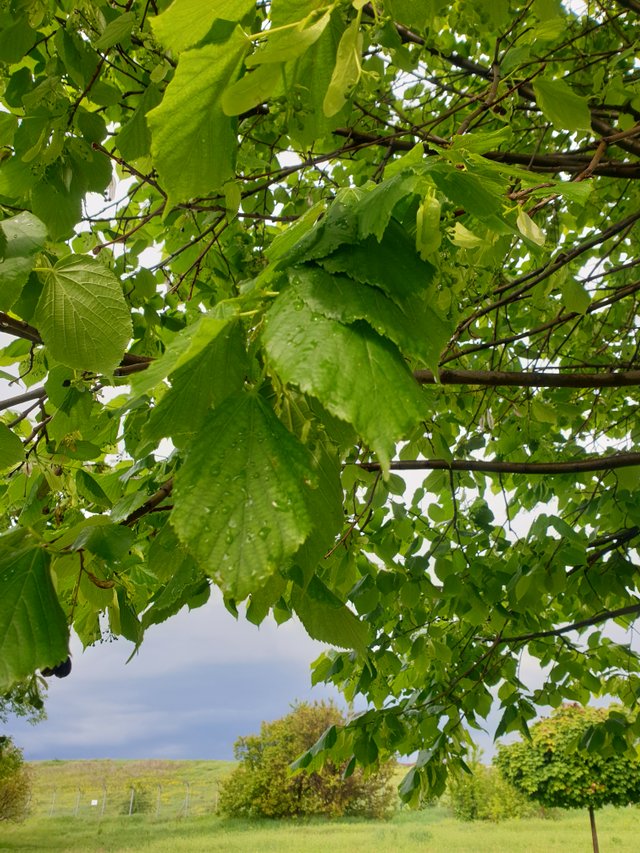 20250519_175045.jpg