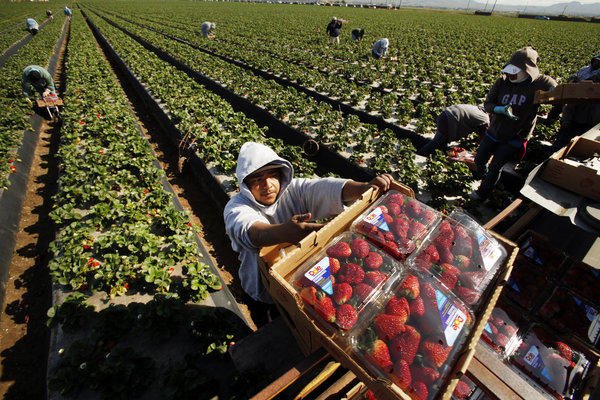 la-me-strawberry-pick-pictures-001.jpg