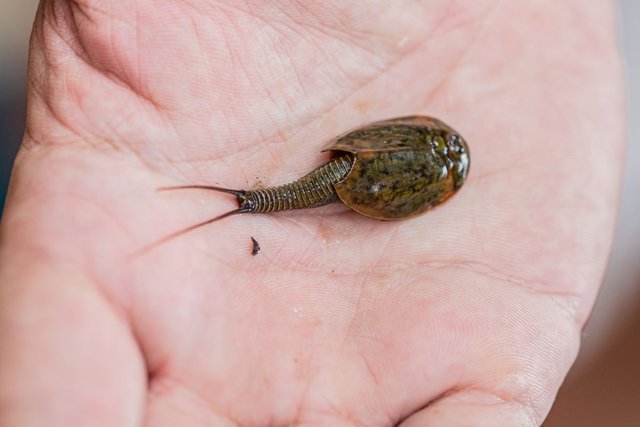 living-fossil-triops-granarius-tiny-animal-resting-royalty-free-image-1694114739.jpg