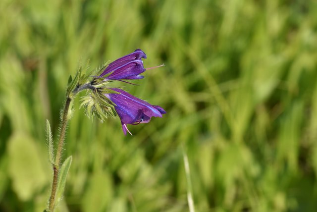 Echium plantagineum 1.jpg