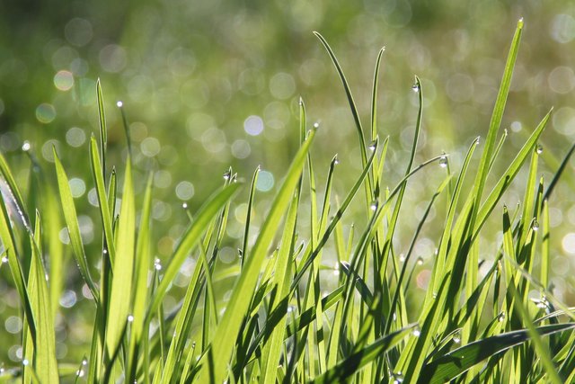 dew-g1b18dfcac_1920.jpg