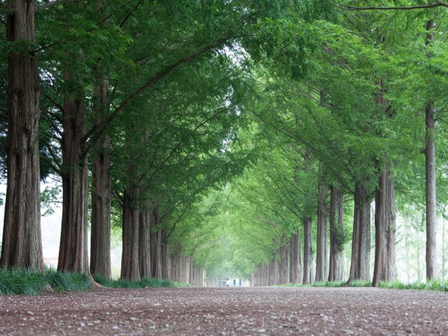 Damyang-Metasequoia-GettyImages-591655426.jpg