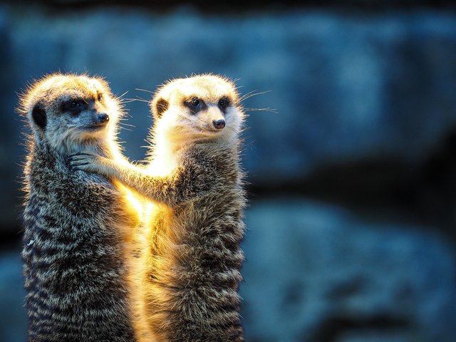 meerkat-4821484_1280.jpg