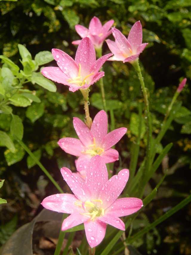 Lily Flower 2.JPG
