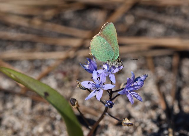 Green hairstreak wild hyacinth Scilla monophyllos 3.jpg