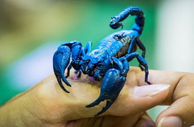 Scorpion-7_bioluminescent-blue-650x425.jpg