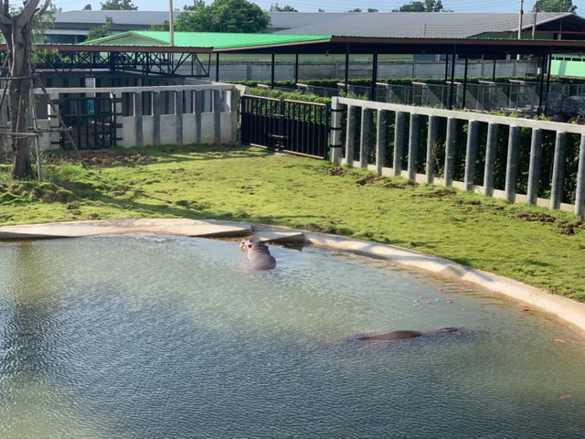 Sriayutthaya Lion Park5.jpg