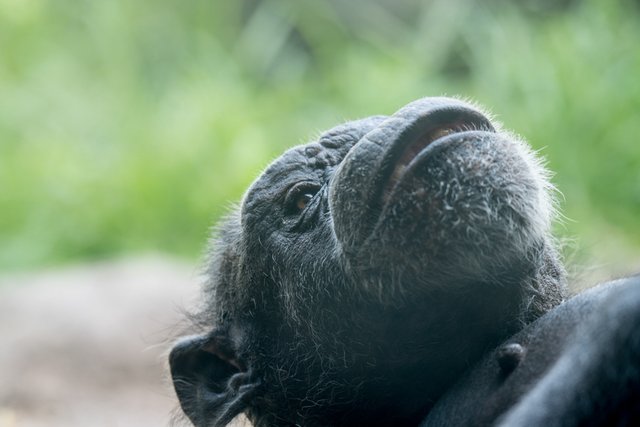 2018-06-29-HOUSTON_ZOO-5.jpg