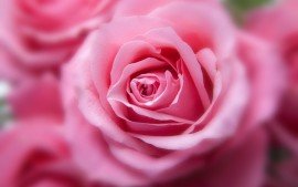 pink_rose_4k-t1.jpg