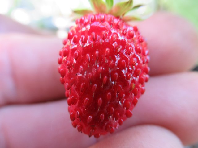 strawberryberry.jpg