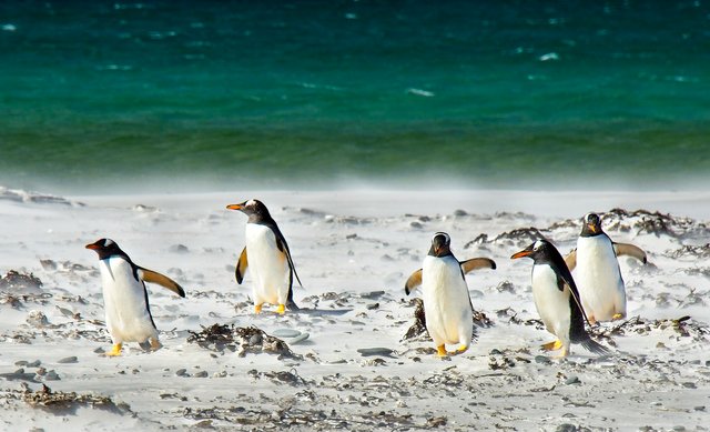 penguins-6524840_1920.jpg