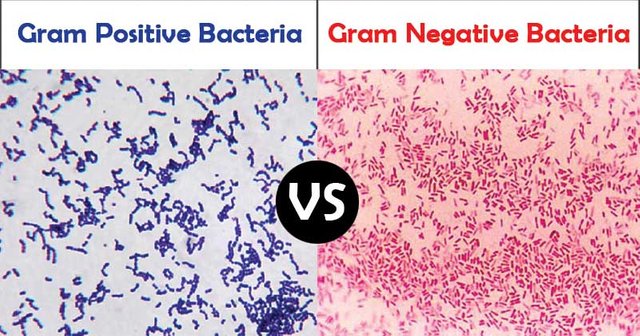 Differences-Between-Gram-Positive-and-Gram-Negative-Bacteria.jpg