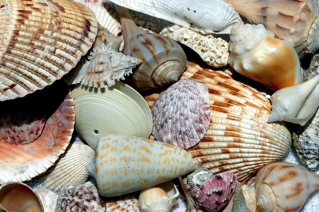 sea-shells-1886613_1920.jpg
