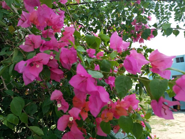 IMG_20250511_125057_595.jpg