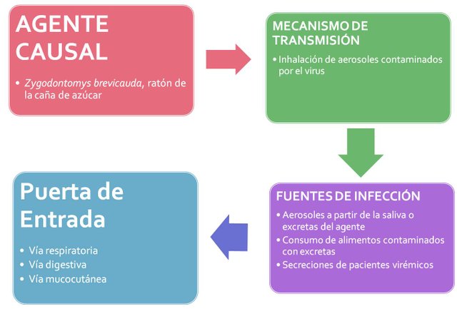 cadena epidemiológica virus de guanarito.png.jpg