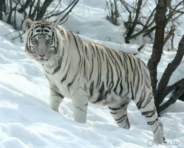harimau-putih.jpg