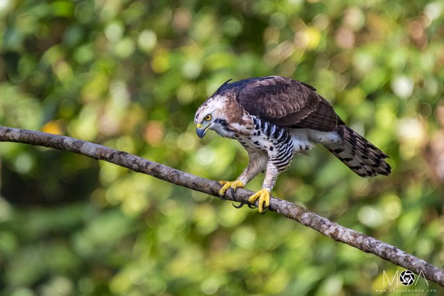 Ornate Hawk-Eagle-2.jpg