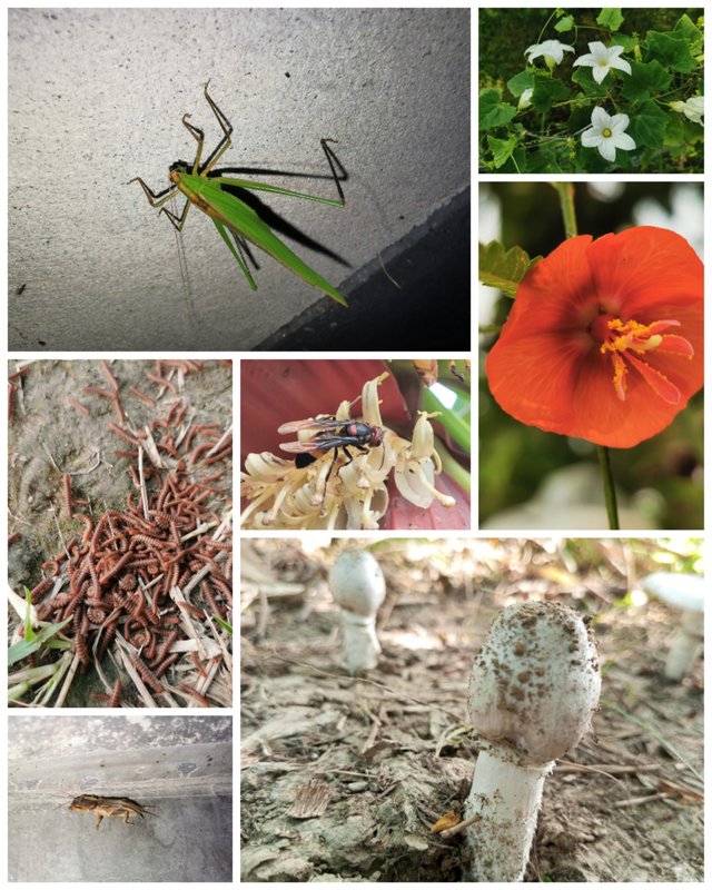 Collage_20250504_213050.jpg