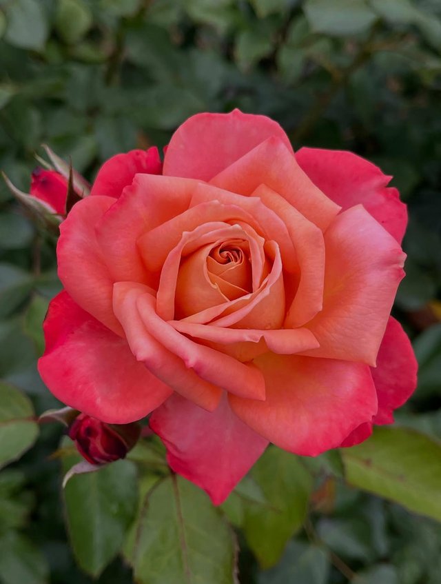 IMG_20250608_170740.jpg