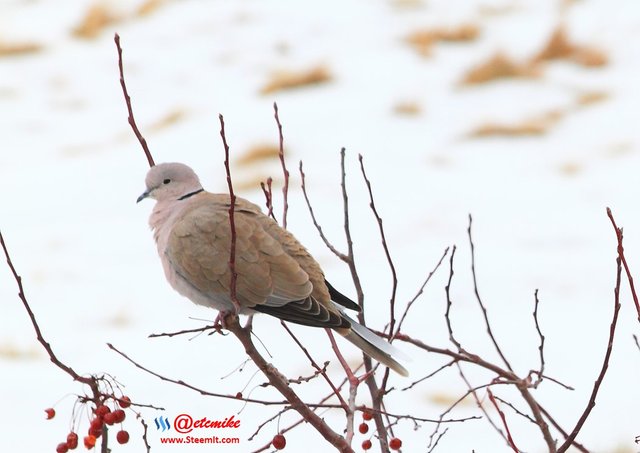 Eurasian Collared-Dove IMG_0010.JPG