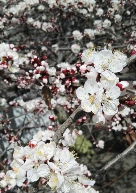 apricot blossom.JPG