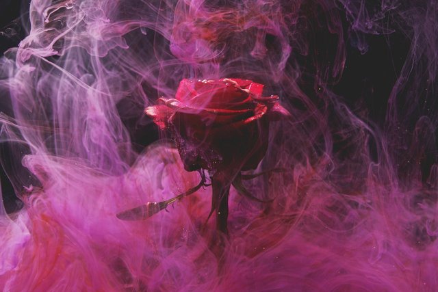 rose-5974372_1280.jpg